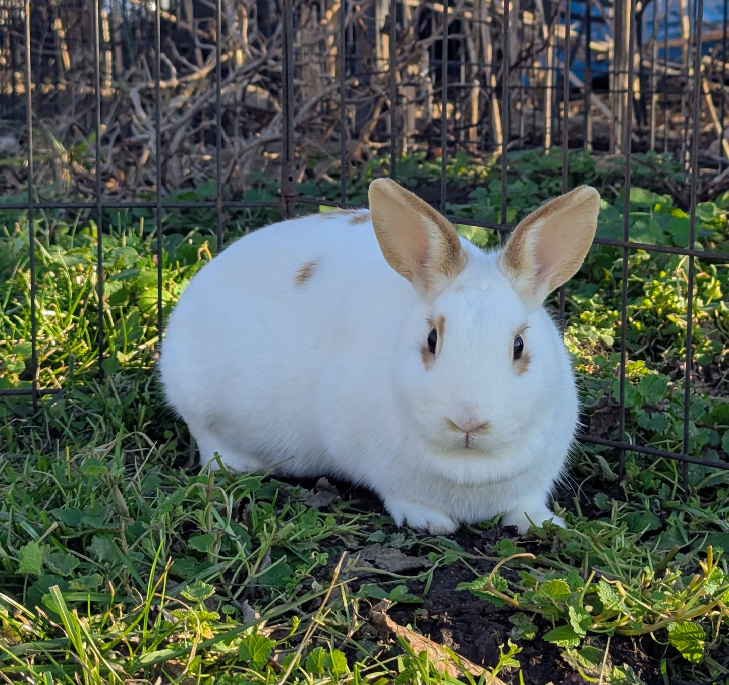 Donkey Painting Workshop at Grateful Shed Homestead Farms May 9th