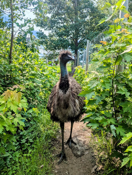 Donkey Painting Workshop at Grateful Shed Homestead Farms May 9th