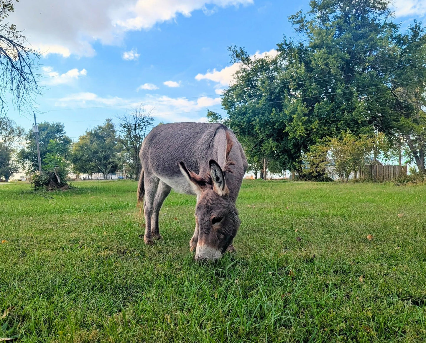 Donkey Painting Workshop at Grateful Shed Homestead Farms May 9th